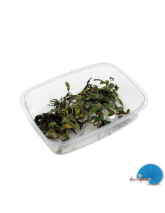Bucephalandra sp. Boyan - portion
