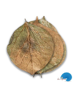 ARKA - myScape - Dadap Leaves 10pcs