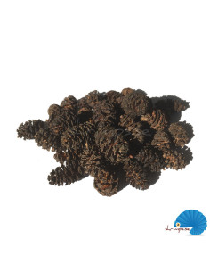 Hobby - Alder cones 50pcs