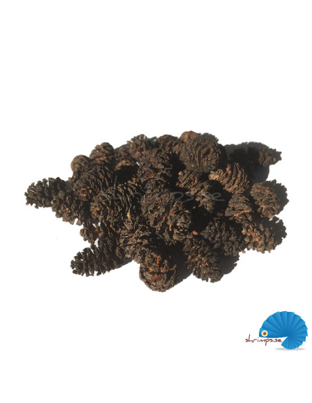Hobby - Alder cones 50pcs