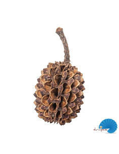 ARKA - myScape - Casuarina cones 50pcs