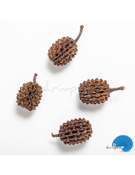 ARKA - myScape - Casuarina cones 50pcs