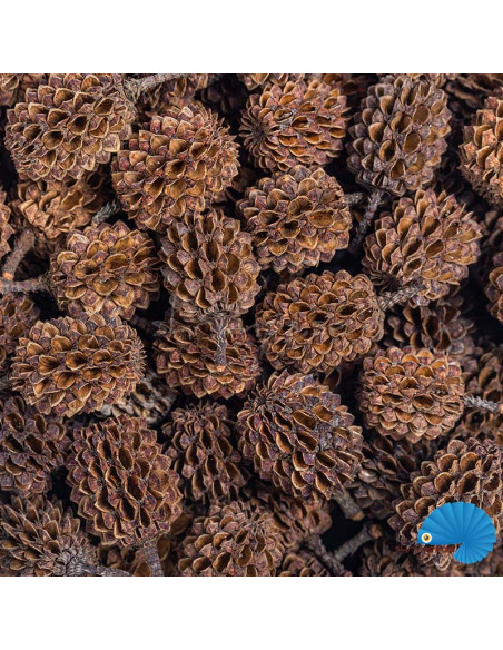 ARKA - myScape - Casuarina cones 50pcs