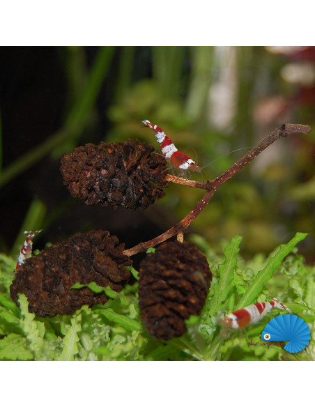 Hobby - Alder cones 50pcs