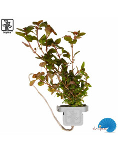 Ludwigia palustris 'Super red'