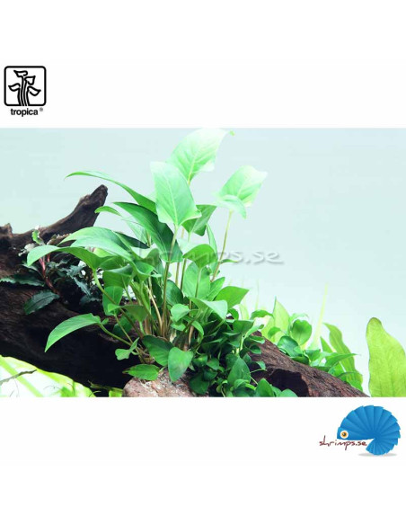 Anubias gracilis
