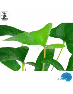 Anubias gracilis 2