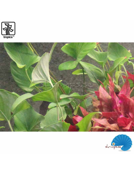 Anubias gracilis