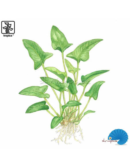 Anubias gracilis
