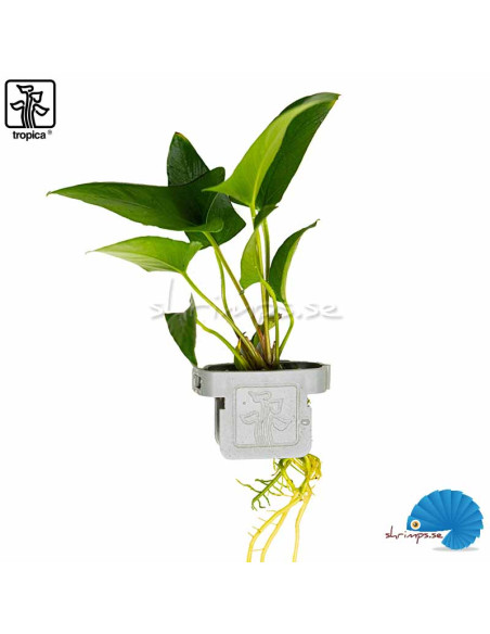 Anubias gracilis