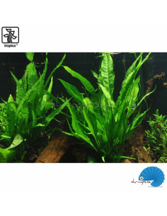 Microsorum pteropus (Java fern) 2