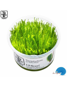 Tropica - Spikymossa (1-2-Grow) 2