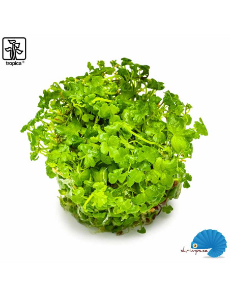 Hydrocotyle tripartita (1-2-Grow)