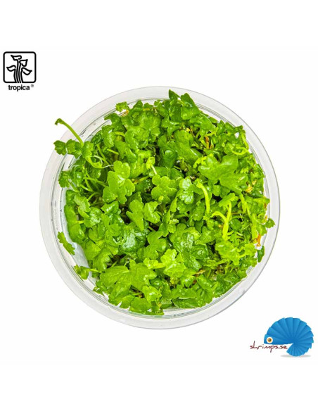 Hydrocotyle tripartita (1-2-Grow)