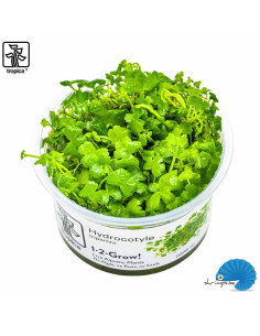 Hydrocotyle tripartita (1-2-Grow)