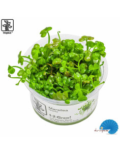 Marsilea hirsuta (1-2-Grow)