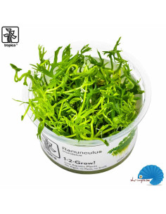 Ranunculus inundatus (1-2-Grow)