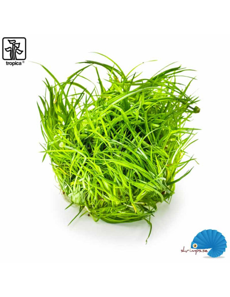 Eriocaulon cinereum (1-2-Grow)