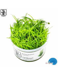 Eriocaulon cinereum (1-2-Grow)