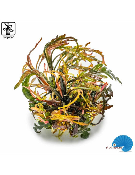 Hygrophilia Pinnatifida (1-2-Grow)