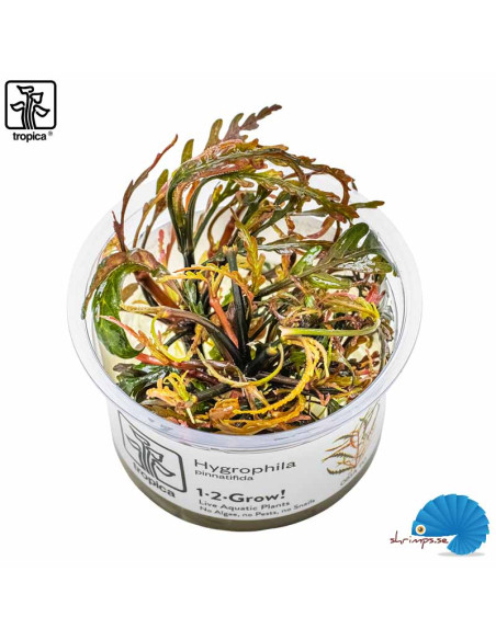 Hygrophilia Pinnatifida (1-2-Grow)