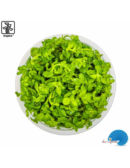 Rotala Indica 'Bonsai' (1-2-Grow)