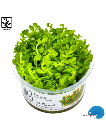 Rotala Indica 'Bonsai' (1-2-Grow)