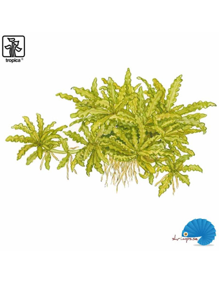 Pogostemeon helferi (1-2-Grow)