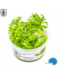 Pogostemeon helferi (1-2-Grow)