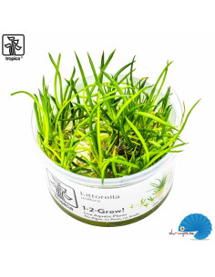 Littorella uniflora (1-2-Grow)