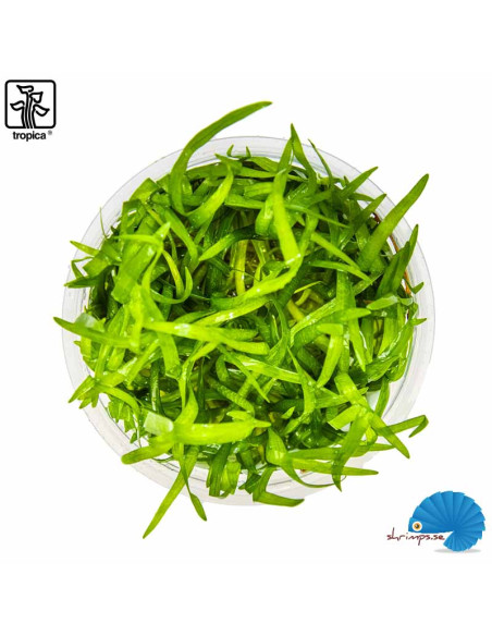 Sagittaria Subulata (1-2-grow)