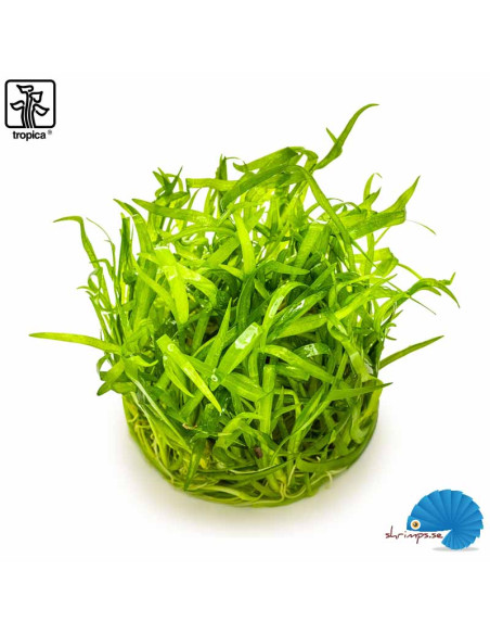Sagittaria Subulata (1-2-grow)