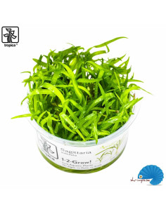 Sagittaria Subulata (1-2-grow)