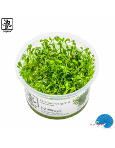 Glossostigma elatinoides (1-2-Grow)