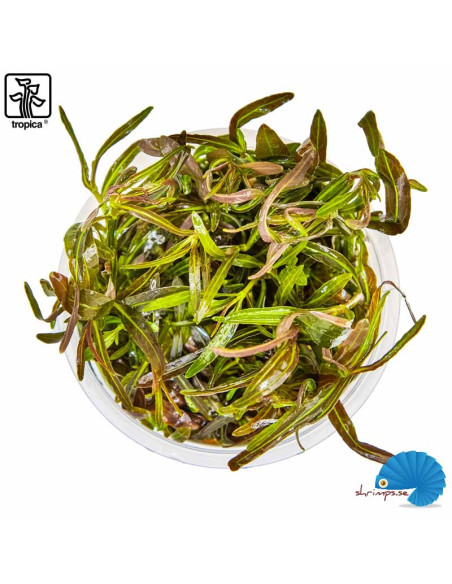 Hygrophila lancea 'Araguaia' (1-2-Grow)
