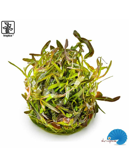 Hygrophila lancea 'Araguaia' (1-2-Grow)