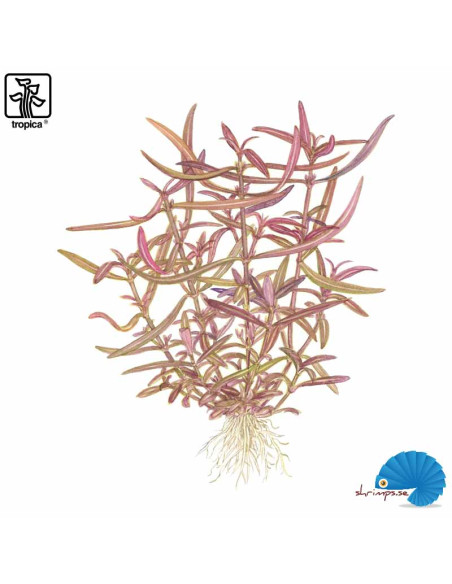 Hygrophila lancea 'Araguaia' (1-2-Grow)