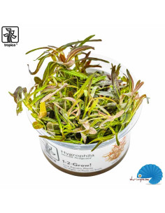 Hygrophila lancea 'Araguaia' (1-2-Grow)
