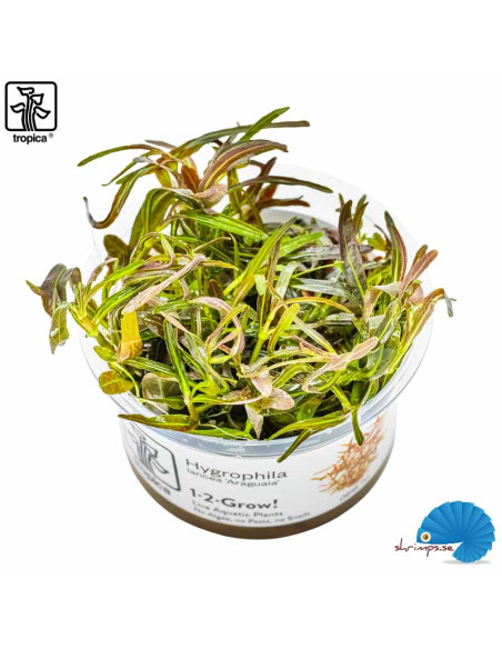 Hygrophila lancea 'Araguaia' (1-2-Grow)