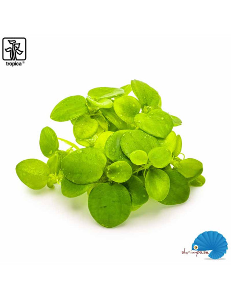 Limnobium Laevigatum 'Grodblad' (1-2-Grow)