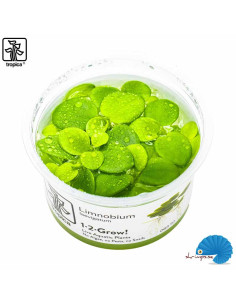 Limnobium Laevigatum 'Frogbit' (1-2-Grow)