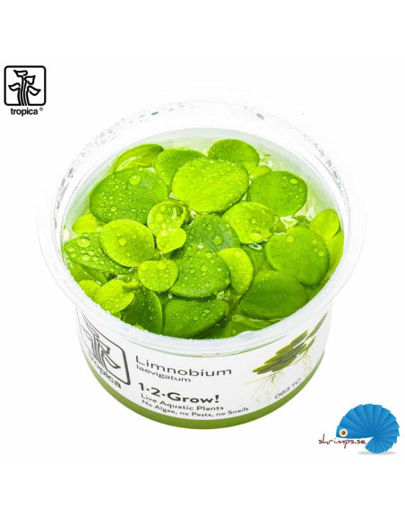 Limnobium Laevigatum 'Grodblad' (1-2-Grow)