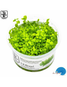 Micranthemum tweediei "Monte Carlo" (1-2-Grow)
