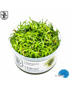Lilaeopsis brasiliensis (1-2-Grow)