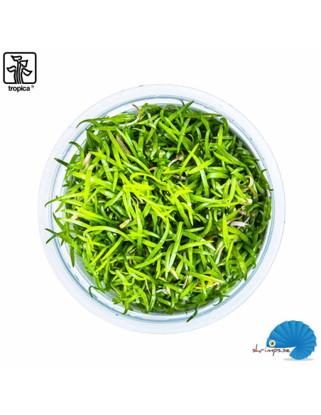 Lilaeopsis brasiliensis (1-2-Grow)