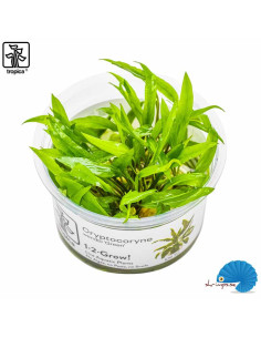 Cryptocoryne Wendtii 'Green' (1-2-Grow)