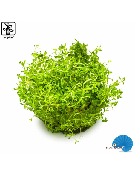 Rotala rotundifolia 'H'ra' (1-2-Grow)
