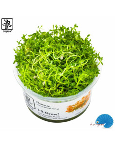 Rotala rotundifolia 'H'ra' (1-2-Grow)