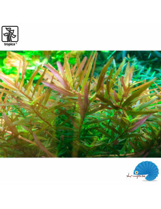 Rotala rotundifolia 'H'ra' (1-2-Grow) 2