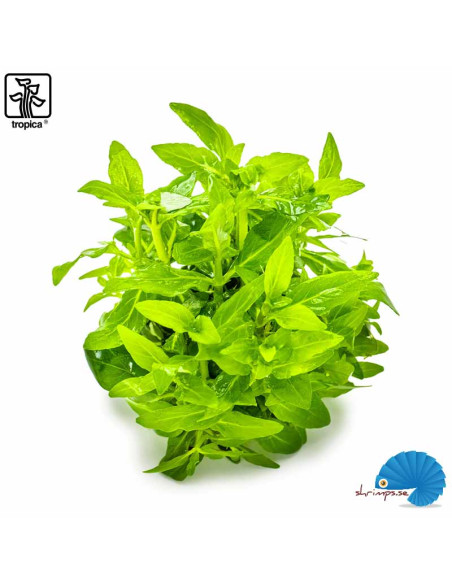 Staurogyne repens (1-2-Grow)